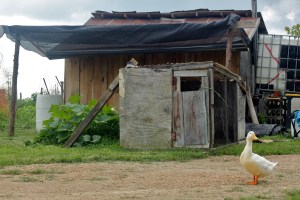The pump house is the farthest structure, with a new shade structure built off the side where we can wash produce from the garden. The structure in the foreground is a rabbit coop currently.