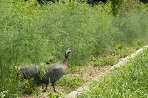 Guineas seeking shade in the asparagus patch