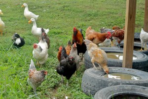 Many chickens of all colors! 