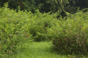 A cleared section of the blackberry patch maze