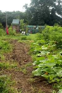 Planting for a fall crop has begun, winter squash, pumpkins and beans newly planted. Playground in background