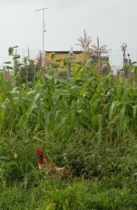 A rooster chilling in front of non-gmo corn and sunflowers. Second chicken coop in background