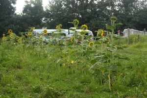 The sunflowers are getting tall