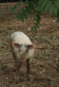 Resident pig