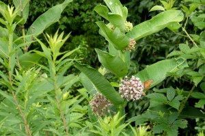 Milkweed in bloom, attracting the many types of butterflies here